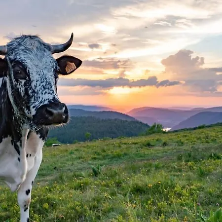La Jonquille, Centre De Gerardmer, Linge Et Menage Inclus *